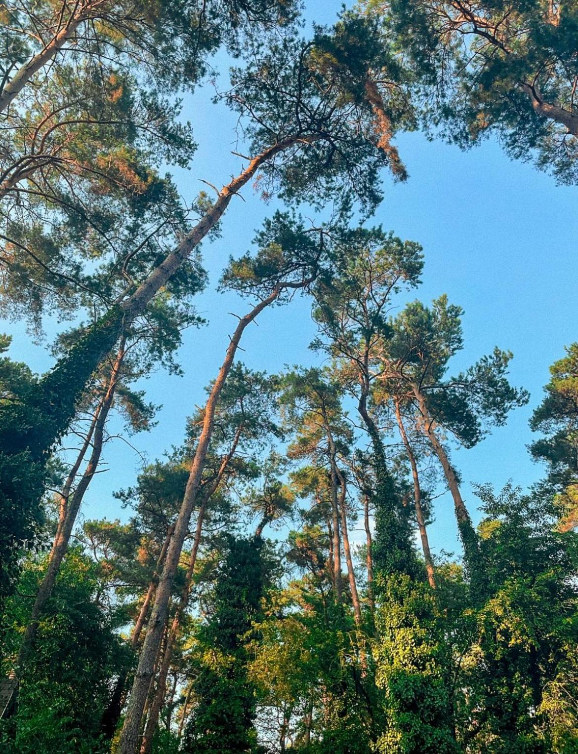 Boshuisje Pinus Sonnevijver Residences Lanaken Bagian luar foto