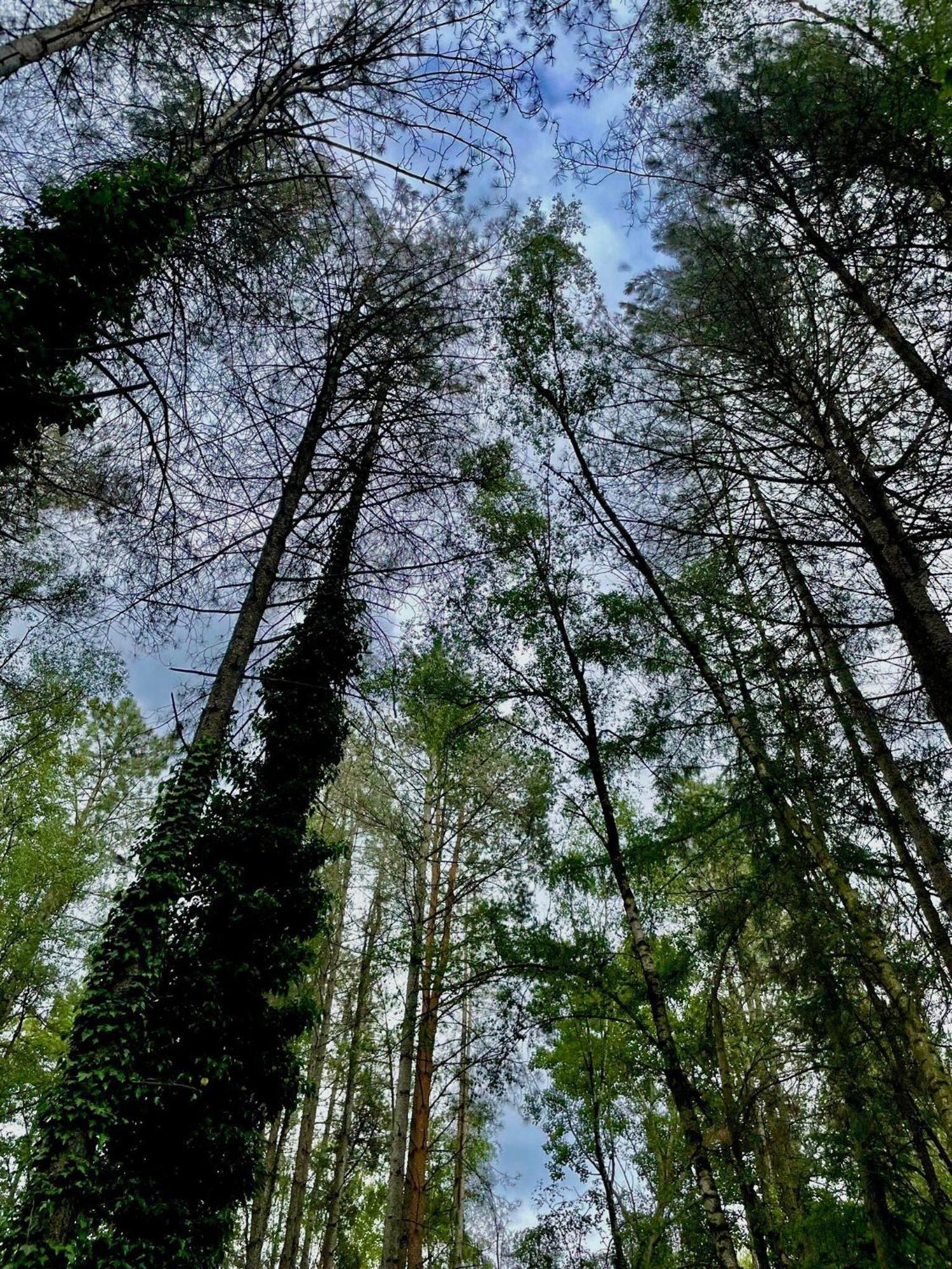 Boshuisje Pinus Sonnevijver Residences Lanaken Bagian luar foto